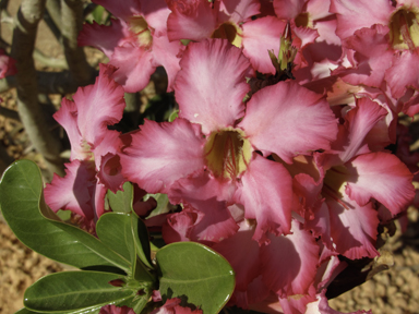 APII jpeg image of Adenium multiflorum  © contact APII