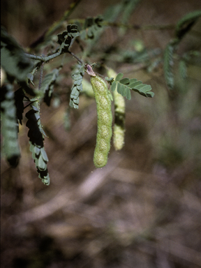 APII jpeg image of Aeschynomene indica  © contact APII