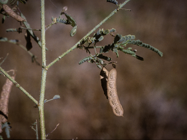 APII jpeg image of Aeschynomene indica  © contact APII