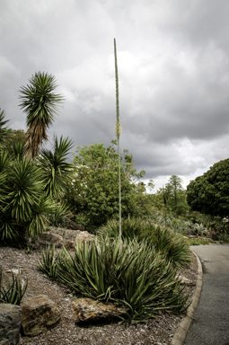 APII jpeg image of Agave americana  © contact APII