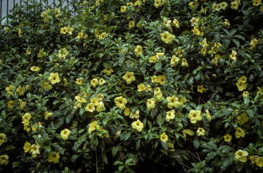 APII jpeg image of Allamanda cathartica  © contact APII