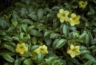 APII jpeg image of Allamanda cathartica  © contact APII