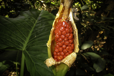 APII jpeg image of Alocasia brisbanensis  © contact APII