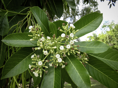 APII jpeg image of Alstonia scholaris  © contact APII