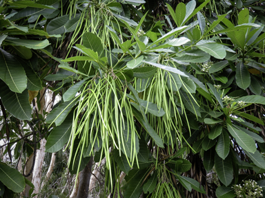 APII jpeg image of Alstonia scholaris  © contact APII