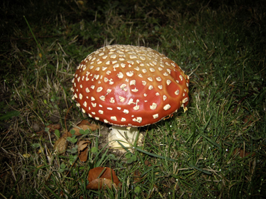 APII jpeg image of Amanita muscaria  © contact APII