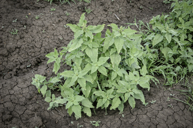 APII jpeg image of Amaranthus hybridus  © contact APII