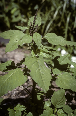 APII jpeg image of Amaranthus viridis  © contact APII