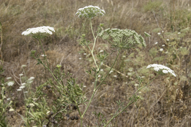 APII jpeg image of Ammi majus  © contact APII