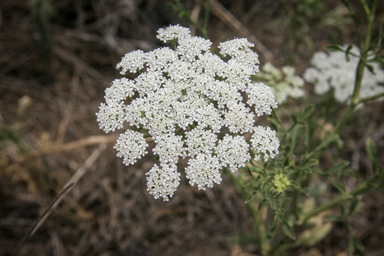 APII jpeg image of Ammi majus  © contact APII