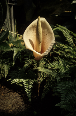 APII jpeg image of Amorphophallus bulbifer  © contact APII