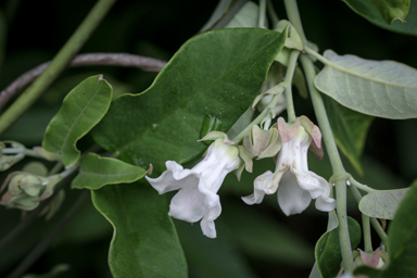 APII jpeg image of Araujia sericifera  © contact APII