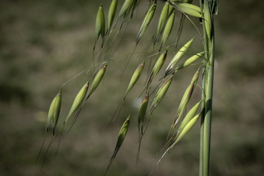 APII jpeg image of Avena sativa  © contact APII