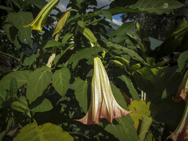 APII jpeg image of Brugmansia x insignis  © contact APII