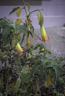 APII jpeg image of Brugmansia sanguinea  © contact APII