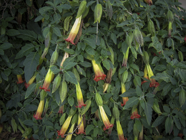 APII jpeg image of Brugmansia sanguinea  © contact APII