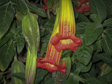 APII jpeg image of Brugmansia sanguinea  © contact APII