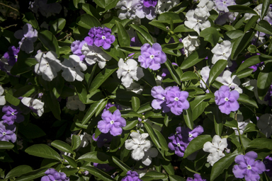 APII jpeg image of Brunfelsia australis  © contact APII