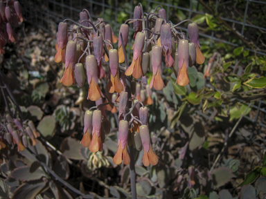 APII jpeg image of Bryophyllum fedtschenkoi  © contact APII