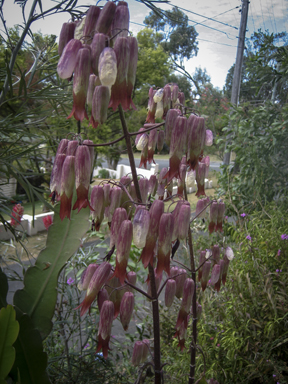 APII jpeg image of Bryophyllum pinnatum  © contact APII