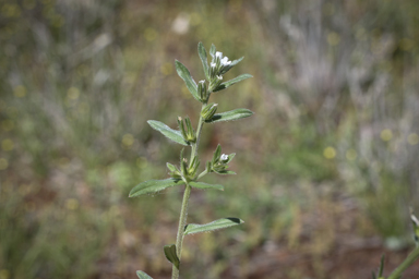 APII jpeg image of Buglossoides arvensis  © contact APII