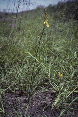 APII jpeg image of Bulbine bulbosa  © contact APII