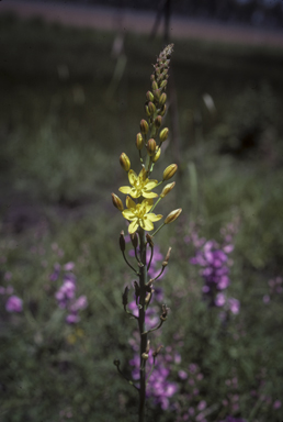 APII jpeg image of Bulbine bulbosa  © contact APII