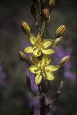 APII jpeg image of Bulbine bulbosa  © contact APII