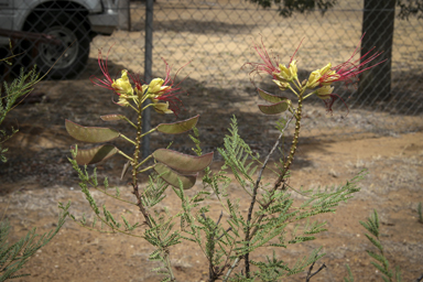 APII jpeg image of Caesalpinia gilliesii  © contact APII