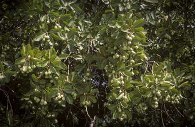 APII jpeg image of Calophyllum inophyllum  © contact APII