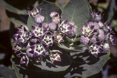 APII jpeg image of Calotropis procera  © contact APII