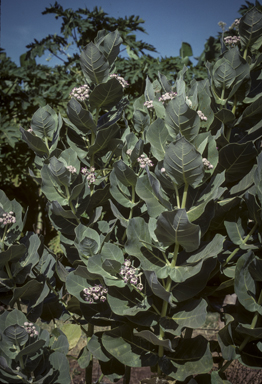 APII jpeg image of Calotropis procera  © contact APII