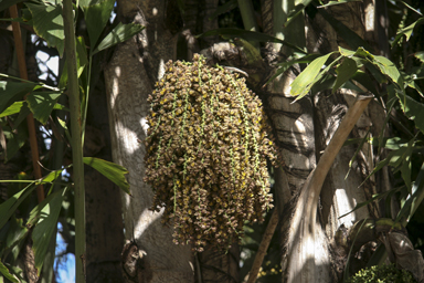 APII jpeg image of Caryota mitis  © contact APII