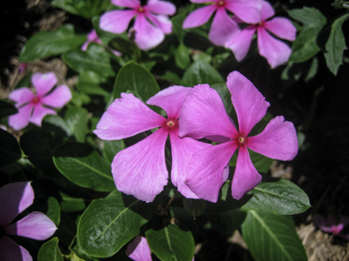 APII jpeg image of Catharanthus roseus  © contact APII