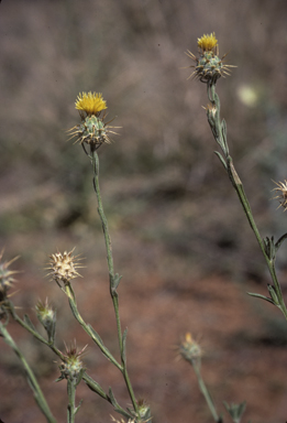 APII jpeg image of Centaurea melitensis  © contact APII