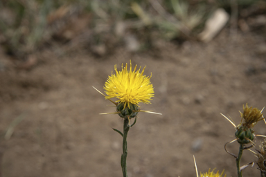 APII jpeg image of Centaurea solstitialis  © contact APII