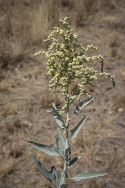 APII jpeg image of Chenopodium auricomum  © contact APII