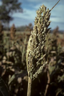 APII jpeg image of Sorghum bicolor  © contact APII