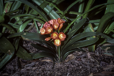 APII jpeg image of Clivia miniata  © contact APII