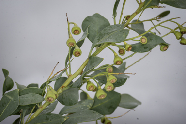 APII jpeg image of Codonocarpus cotinifolius  © contact APII