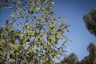 APII jpeg image of Codonocarpus cotinifolius  © contact APII