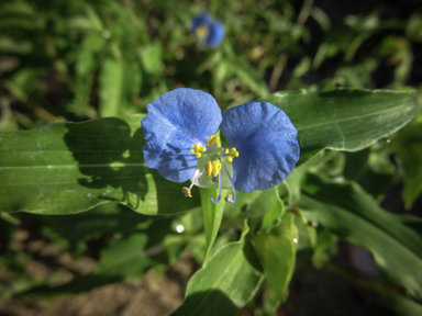 APII jpeg image of Commelina cyanea  © contact APII