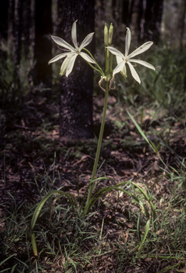 APII jpeg image of Crinum angustifolium  © contact APII