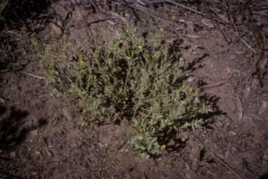 APII jpeg image of Crotalaria brevis  © contact APII