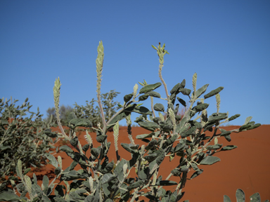 APII jpeg image of Crotalaria cunninghamii subsp. sturtii  © contact APII