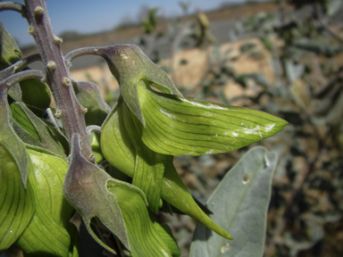 APII jpeg image of Crotalaria cunninghamii subsp. cunninghamii  © contact APII