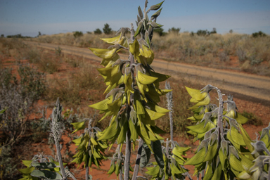 APII jpeg image of Crotalaria cunninghamii subsp. sturtii  © contact APII