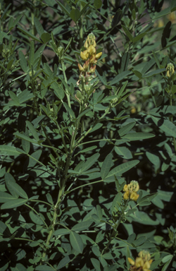 APII jpeg image of Crotalaria goreensis  © contact APII