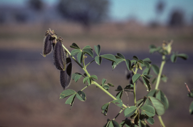 APII jpeg image of Crotalaria incana  © contact APII