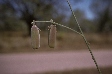 APII jpeg image of Crotalaria juncea  © contact APII